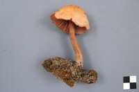 Laccaria bicolor image